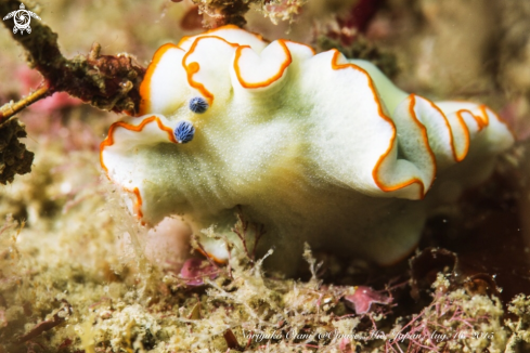 A Dermatobranchus albopunctulatus Baba, 1976 | Nudibranch 