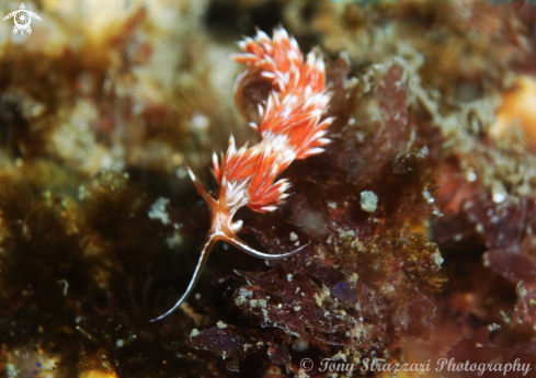 A White-lined Cratena