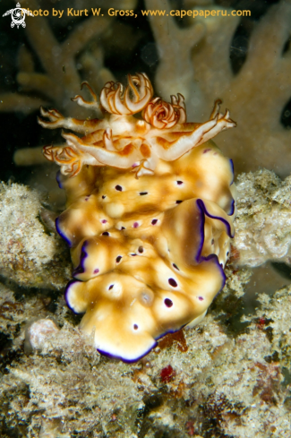 A Risbeccia tryoni | Chromodoris