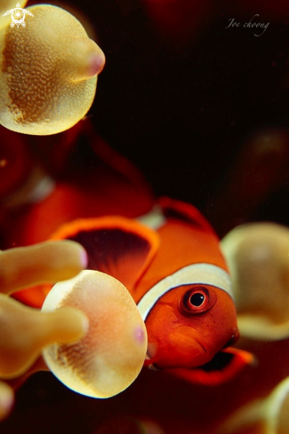 A Anemone clownfish 