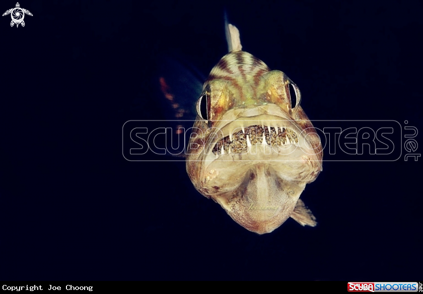A Tiger cardinalfish 