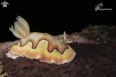 A Goniobranchus coi  | Nudibranch