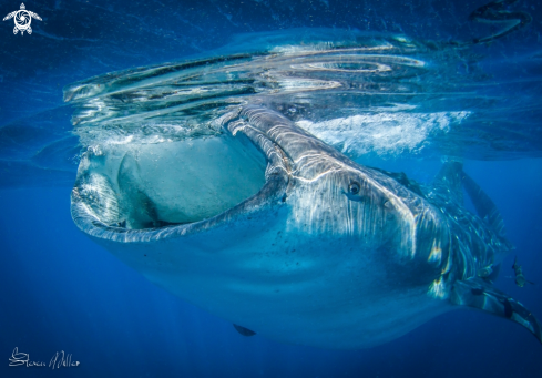 A Whaleshark