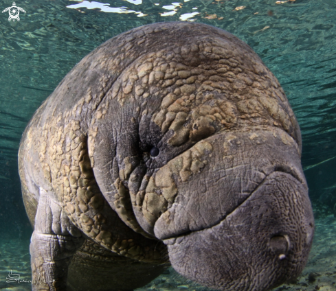 A Manatee