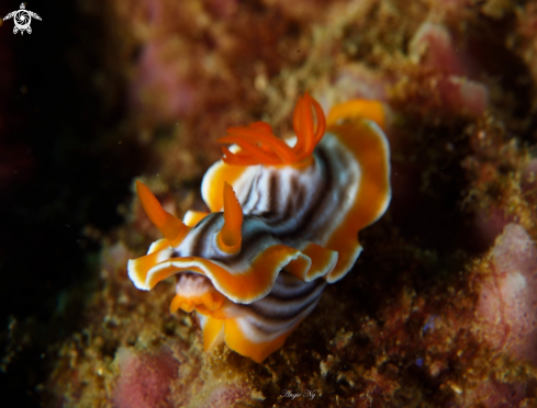 A Chromodoris magnifica | Nudibranchs 