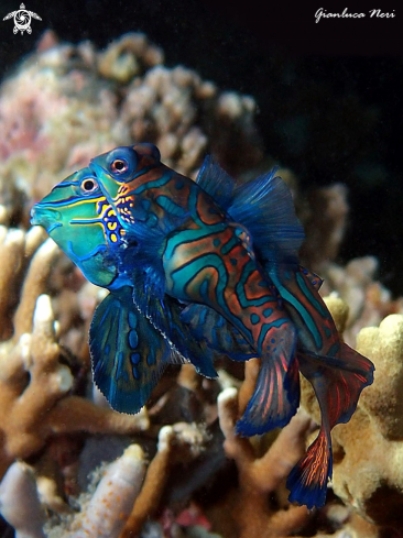 A Mandarin fish