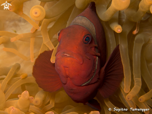 A Anemonefish