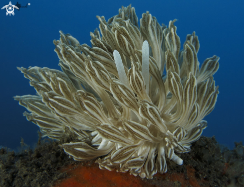 A Phyllodesmium