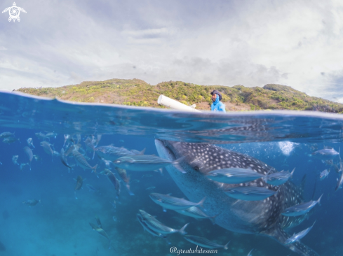 A Whale Shark