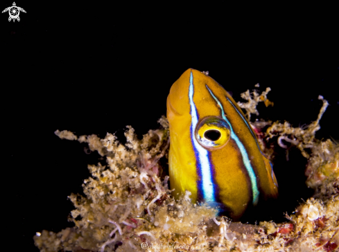 A Blue Striped Fangblenny