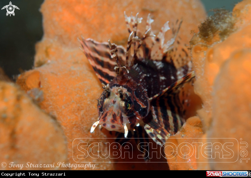 A Dwarf Lionfish