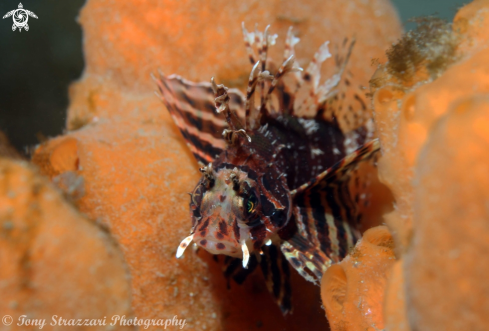 A Dwarf Lionfish