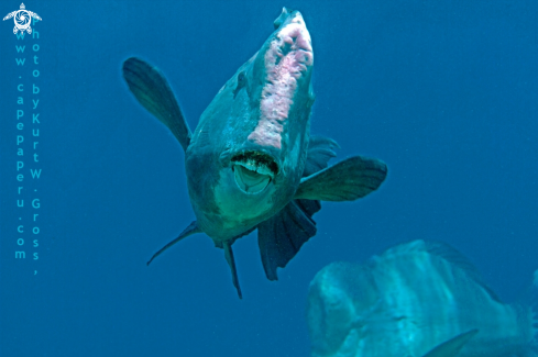 A Bolbometodon muricatum | bumphead Parrot Fish