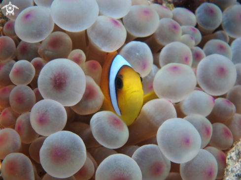 A Amphiprion ocellaris | Anemonefish