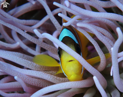 A Amphiprion ocellaris | Anemonefish