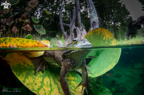 A Leopard Frog