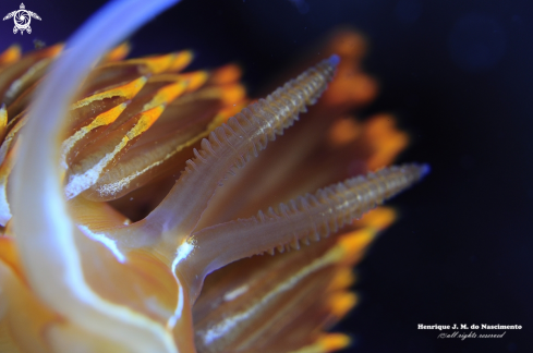 A Dondice banyulensis | Nudibranch