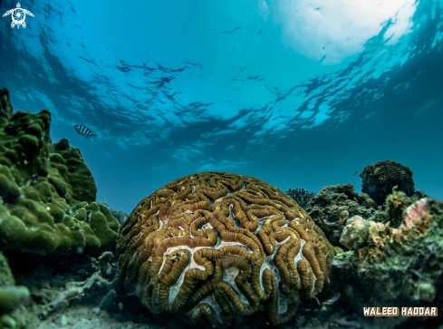 A Coral brain