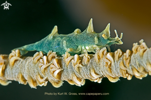 A Miropandalus hardingi | Dragon Shrimp