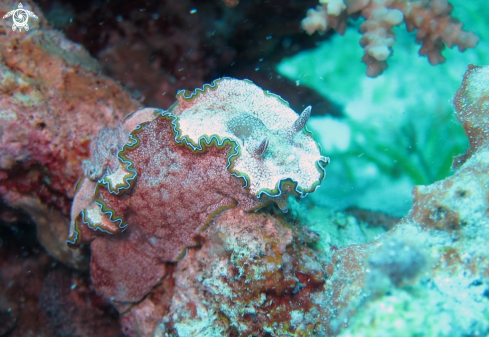 A Glossodoris cincta | Nudibranch