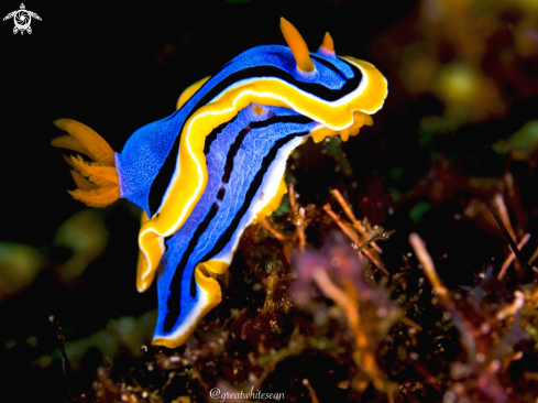 A Chromodoris annae | Nudibranch