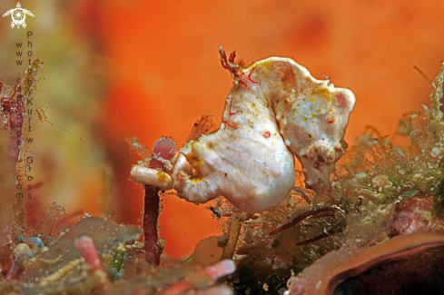 A Pontohi Seahorse