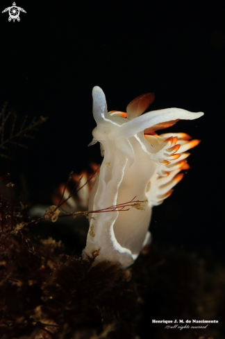 A Flabellina babai | Nudibranch