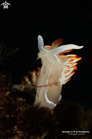 A Nudibranch