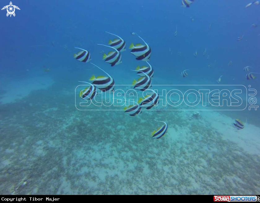 A Red Sea bannerfish
