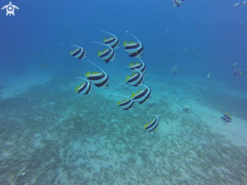 A Red Sea bannerfish