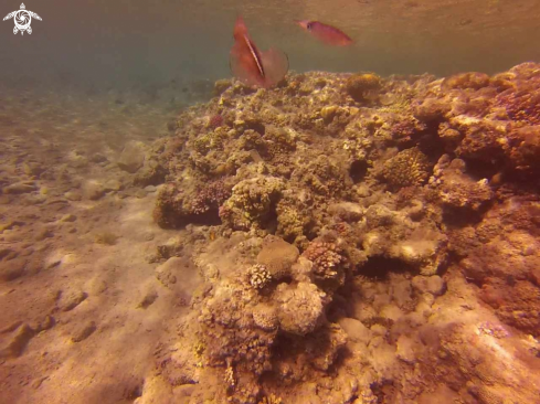 A Bigfin reef squid