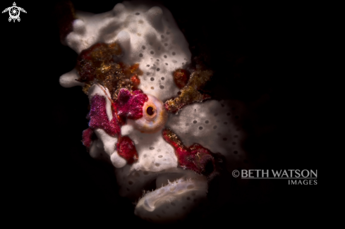 A Antennariidae | Frogfish