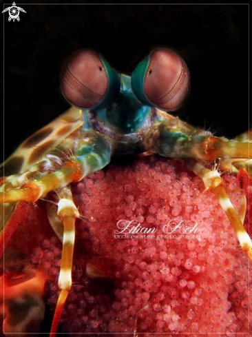 A Peacock Mantis Shrimp with Eggs