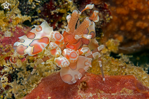 A Hymenocera elegans | Harlekin Shrimp