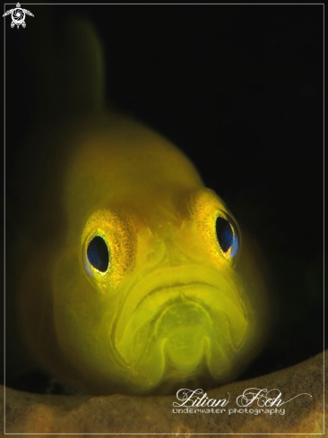 A Lemon Goby