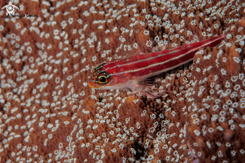 A Helcogramma striatum | Neon triplefin