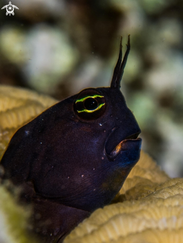 A underwater creature