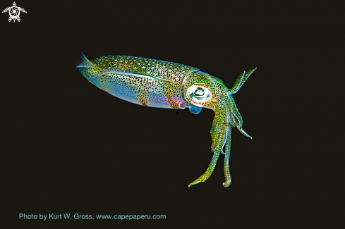 A Sepiotheutis lessonianaj | Squid