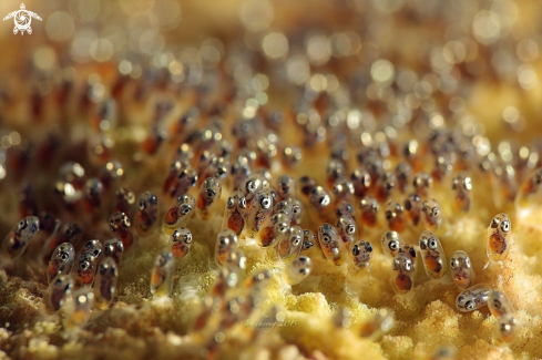 A Clownfish egg