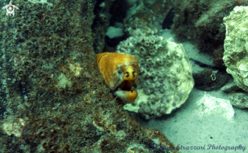 A Green moray eel