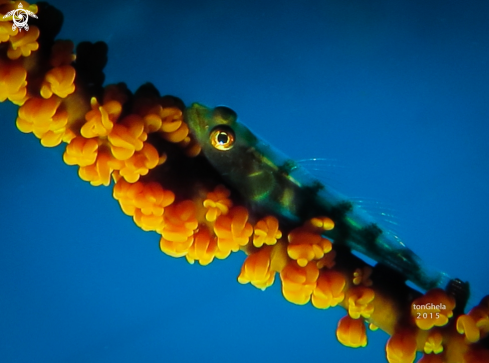 A Whip Coral Goby