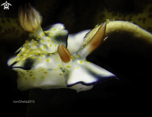 A Nudibranch