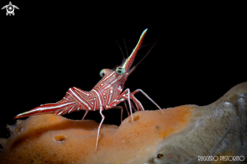 A Cleaner shrimp