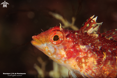 A Fish - Blennioidei