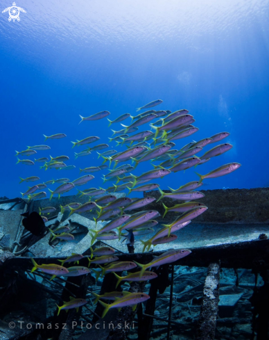 A Underwater Life