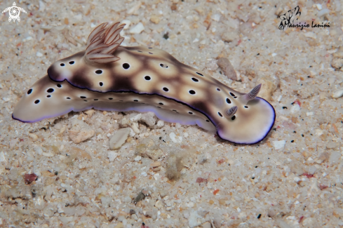 A Hypselodoris tryoni   | Nudibranch