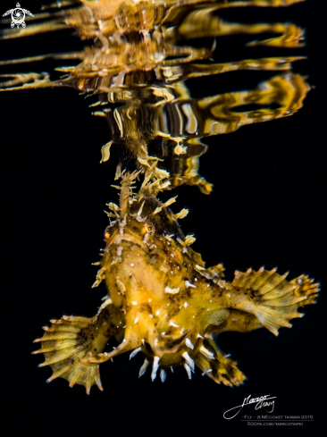 A frogfish