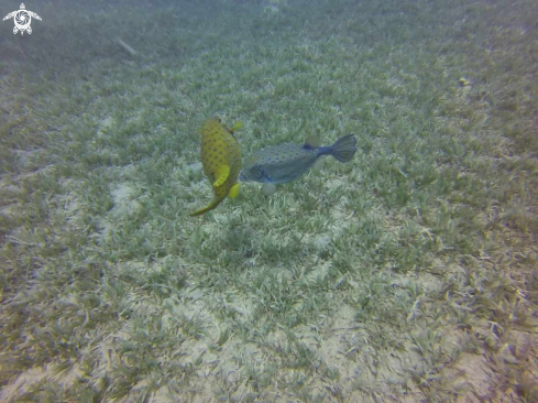 A Ostracian cubicus | Boxfish