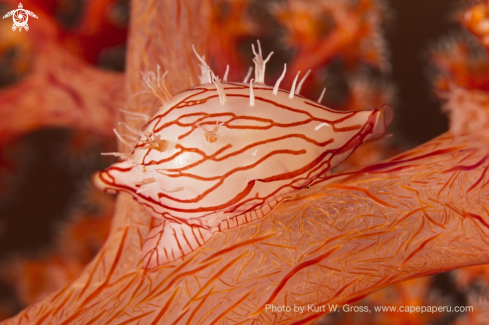 A Serratovolva dondani | Couwri on Softcoral