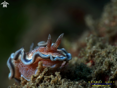 A Glossodoris hikuerensis 